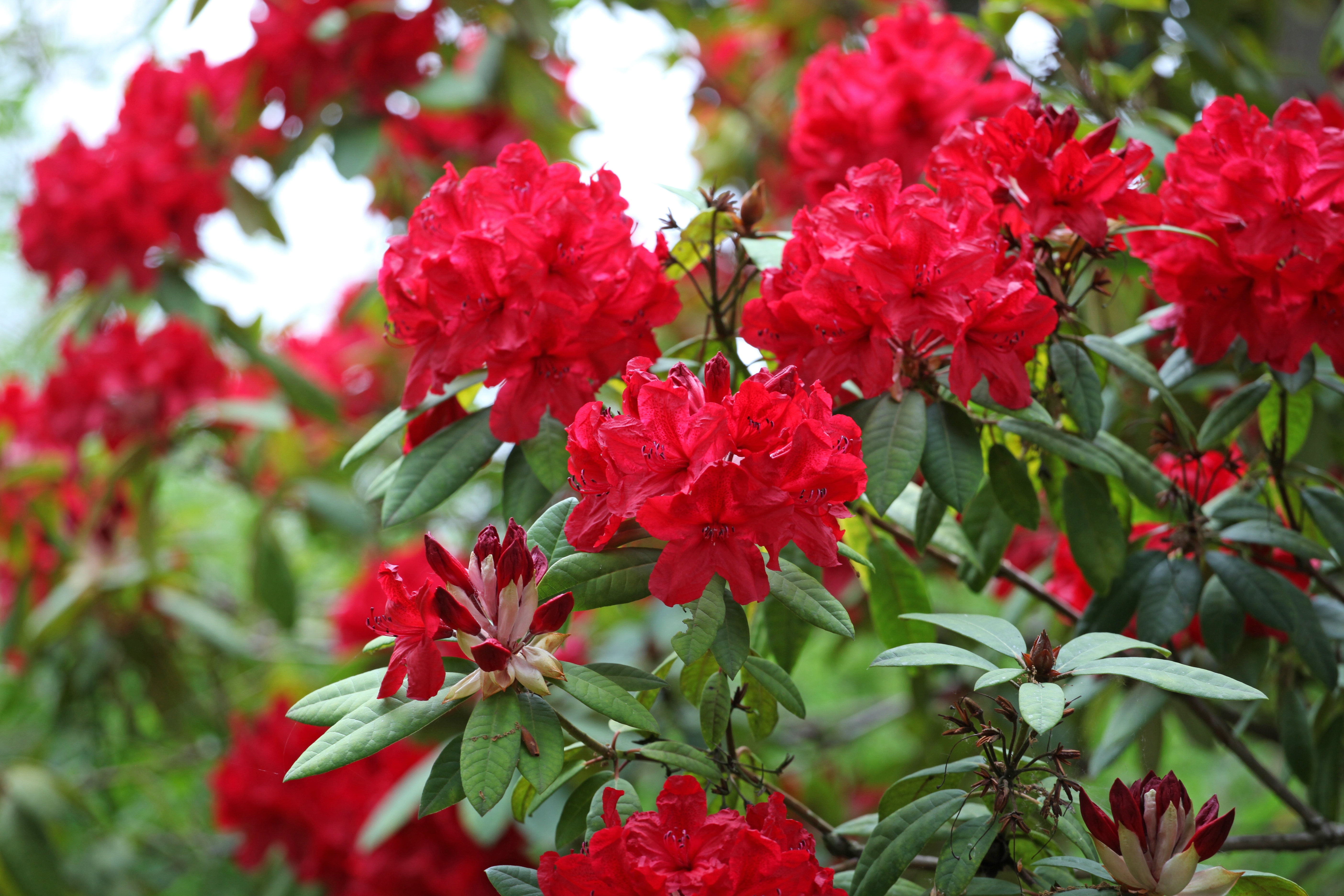 Rhododendron horbatum